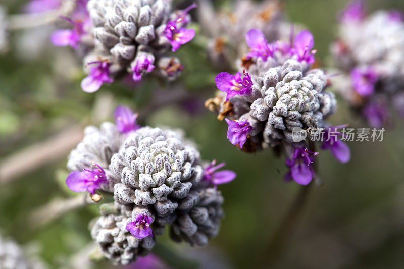 西班牙马略卡岛的野花(头状Teucrium capitatum)